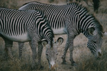 Greveys Zebras