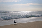 Lone seagull