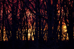 Sunrise Colors Through the Trees