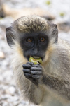Green monkey munching a nut