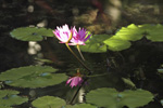 water lillies 5 