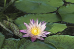 water lillies 1