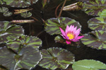 water lilly 4